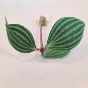 Peperomia Tetragona