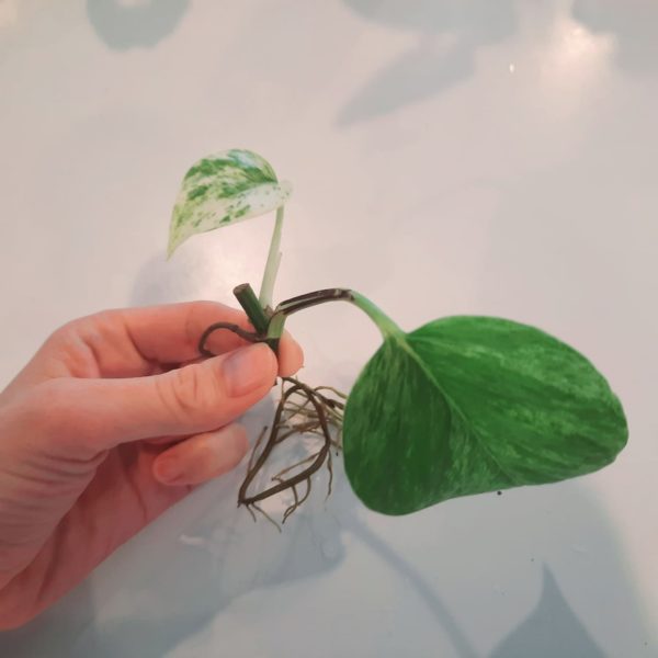 Marble Queen Pothos 3