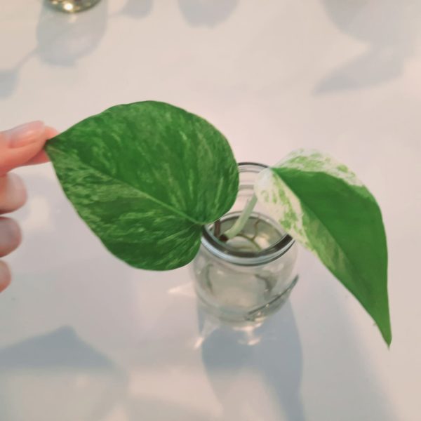 Marble Queen Pothos 2