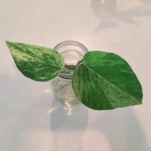 Marble Queen Pothos